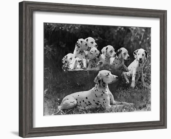 Postchaise Pluto One of Mrs Rowberry's Bitches with Her Puppies in a Basket-Thomas Fall-Framed Photographic Print