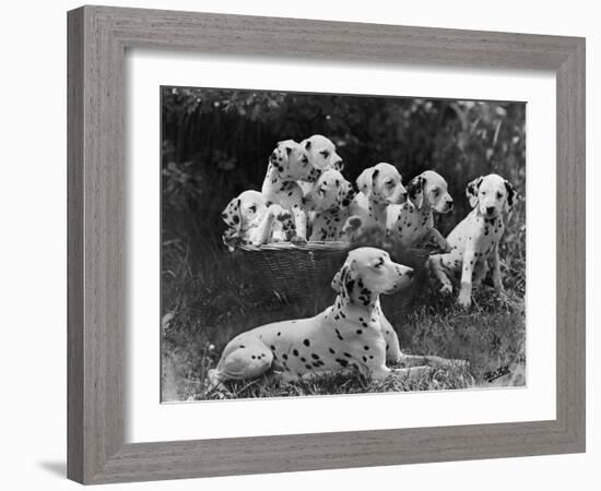 Postchaise Pluto One of Mrs Rowberry's Bitches with Her Puppies in a Basket-Thomas Fall-Framed Photographic Print