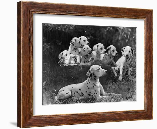 Postchaise Pluto One of Mrs Rowberry's Bitches with Her Puppies in a Basket-Thomas Fall-Framed Photographic Print