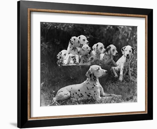 Postchaise Pluto One of Mrs Rowberry's Bitches with Her Puppies in a Basket-Thomas Fall-Framed Photographic Print