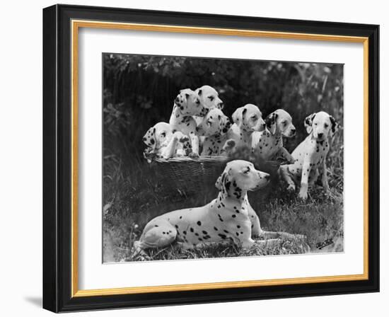 Postchaise Pluto One of Mrs Rowberry's Bitches with Her Puppies in a Basket-Thomas Fall-Framed Photographic Print