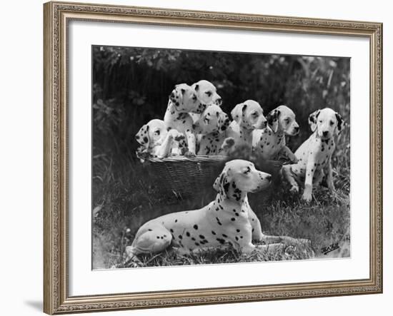 Postchaise Pluto One of Mrs Rowberry's Bitches with Her Puppies in a Basket-Thomas Fall-Framed Photographic Print