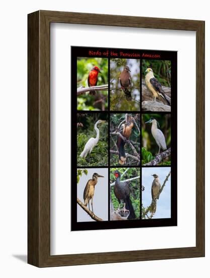 Poster featuring nine birds founds in the Amazon rainforest of northern Peru-Mallorie Ostrowitz-Framed Photographic Print