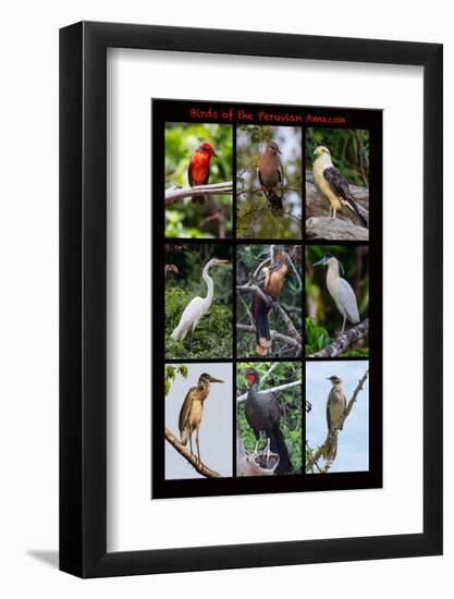 Poster featuring nine birds founds in the Amazon rainforest of northern Peru-Mallorie Ostrowitz-Framed Photographic Print