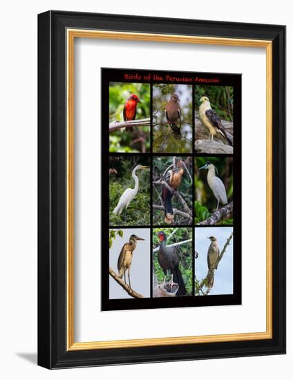 Poster featuring nine birds founds in the Amazon rainforest of northern Peru-Mallorie Ostrowitz-Framed Photographic Print