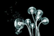 Xray Image of a Flower Isolated on Black , the Nodding Pincushion,-posteriori-Art Print