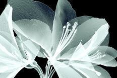 Xray Image of a Flower Isolated on Black , the Crocus-posteriori-Framed Art Print