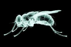 Xray Image of an Insect Isolated on Black with Clipping Path. 3D Illustration.-posteriori-Art Print