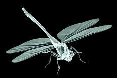 Xray Image of an Insect Isolated on Black with Clipping Path. 3D Illustration.-posteriori-Framed Art Print