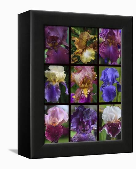 Posters of irises shot in Aquitaine province of France after a rain.-Mallorie Ostrowitz-Framed Premier Image Canvas