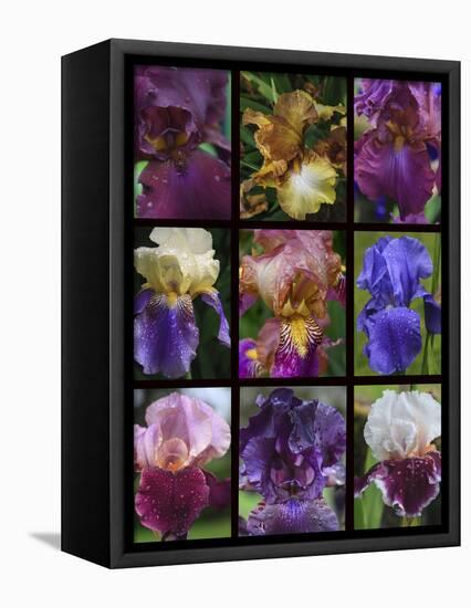 Posters of irises shot in Aquitaine province of France after a rain.-Mallorie Ostrowitz-Framed Premier Image Canvas