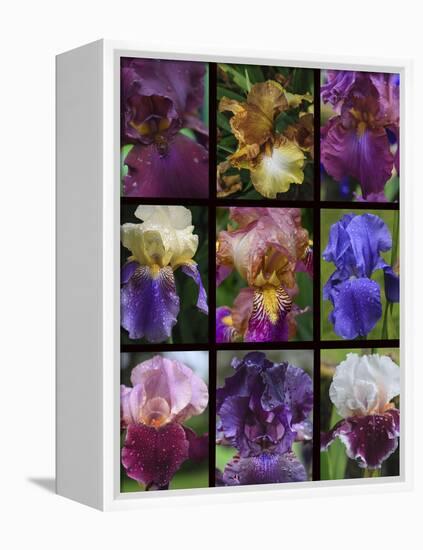 Posters of irises shot in Aquitaine province of France after a rain.-Mallorie Ostrowitz-Framed Premier Image Canvas