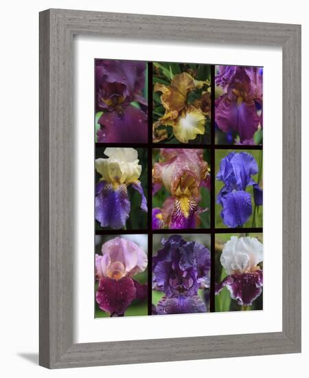 Posters of irises shot in Aquitaine province of France after a rain.-Mallorie Ostrowitz-Framed Photographic Print