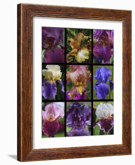 Posters of irises shot in Aquitaine province of France after a rain.-Mallorie Ostrowitz-Framed Photographic Print