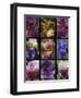 Posters of irises shot in Aquitaine province of France after a rain.-Mallorie Ostrowitz-Framed Photographic Print