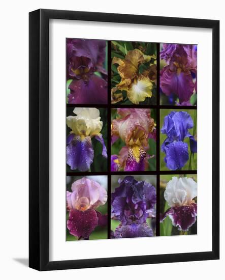 Posters of irises shot in Aquitaine province of France after a rain.-Mallorie Ostrowitz-Framed Photographic Print