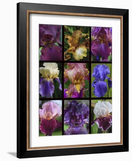 Posters of irises shot in Aquitaine province of France after a rain.-Mallorie Ostrowitz-Framed Photographic Print