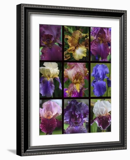 Posters of irises shot in Aquitaine province of France after a rain.-Mallorie Ostrowitz-Framed Photographic Print