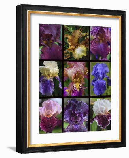 Posters of irises shot in Aquitaine province of France after a rain.-Mallorie Ostrowitz-Framed Photographic Print