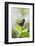 Postman Butterfly Sitting on Leaf-Gary Carter-Framed Photographic Print