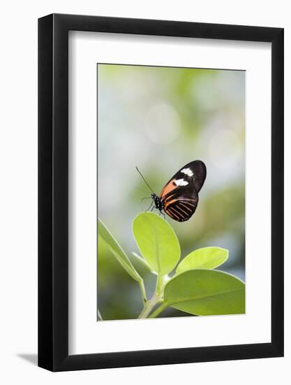 Postman Butterfly Sitting on Leaf-Gary Carter-Framed Photographic Print