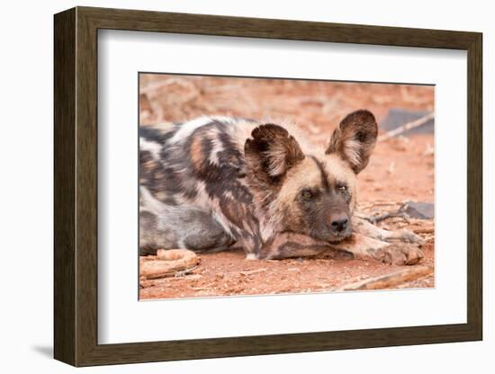 Postprandial African wild dog, Madikwe Game Reserve, South Africa, Africa-Tom Broadhurst-Framed Photographic Print