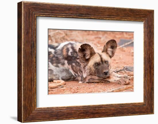 Postprandial African wild dog, Madikwe Game Reserve, South Africa, Africa-Tom Broadhurst-Framed Photographic Print