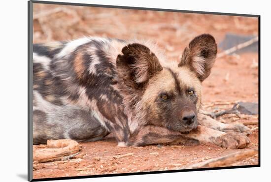 Postprandial African wild dog, Madikwe Game Reserve, South Africa, Africa-Tom Broadhurst-Mounted Photographic Print