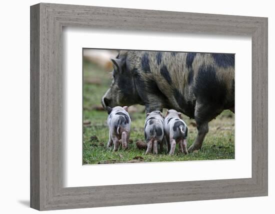 Pot-Bellied Pig, Piglets, Outside-Ronald Wittek-Framed Photographic Print