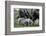 Pot-Bellied Pig, Piglets, Outside-Ronald Wittek-Framed Photographic Print