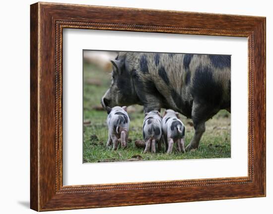 Pot-Bellied Pig, Piglets, Outside-Ronald Wittek-Framed Photographic Print