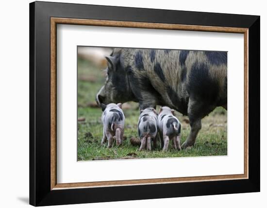 Pot-Bellied Pig, Piglets, Outside-Ronald Wittek-Framed Photographic Print