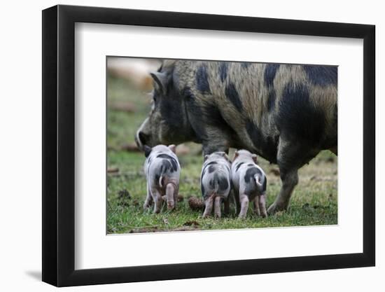 Pot-Bellied Pig, Piglets, Outside-Ronald Wittek-Framed Photographic Print