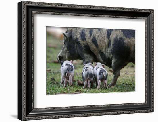 Pot-Bellied Pig, Piglets, Outside-Ronald Wittek-Framed Photographic Print