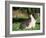 Pot Bellied Pig Sitting, USA-Lynn M. Stone-Framed Photographic Print