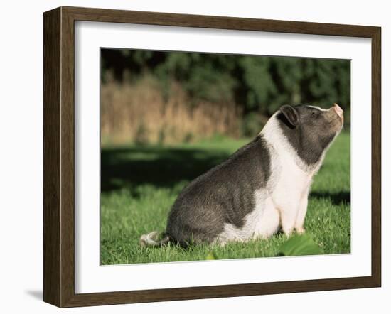 Pot Bellied Pig Sitting, USA-Lynn M. Stone-Framed Photographic Print