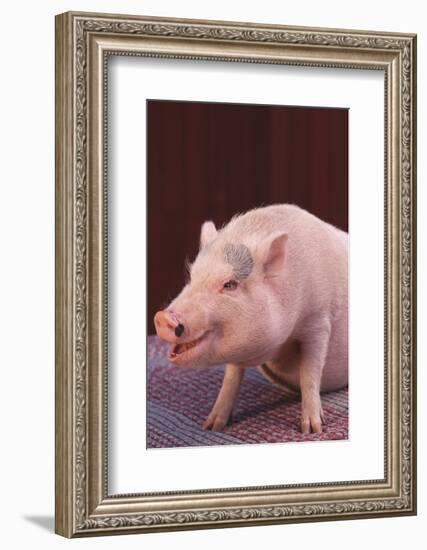 Pot-Bellied Pig-DLILLC-Framed Photographic Print