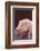 Pot-Bellied Pig-DLILLC-Framed Photographic Print