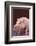 Pot-Bellied Pig-DLILLC-Framed Photographic Print