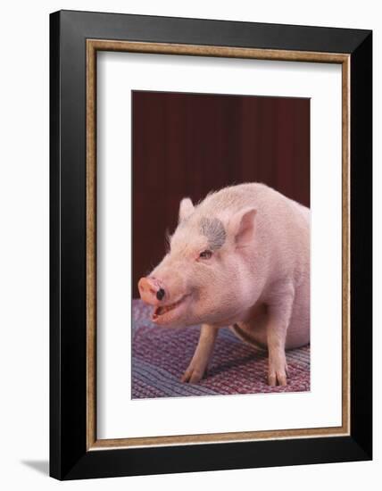 Pot-Bellied Pig-DLILLC-Framed Photographic Print