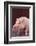 Pot-Bellied Pig-DLILLC-Framed Photographic Print