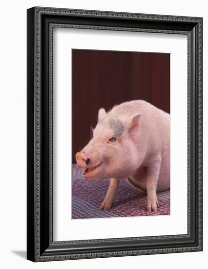 Pot-Bellied Pig-DLILLC-Framed Photographic Print