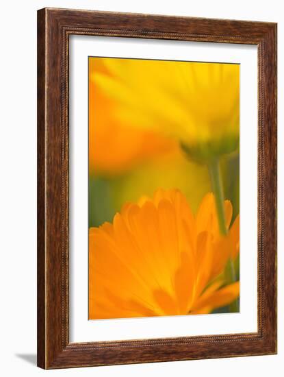 Pot Marigold Flowers-null-Framed Photographic Print