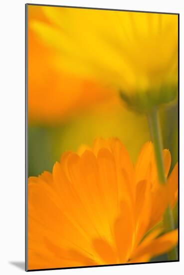 Pot Marigold Flowers-null-Mounted Photographic Print
