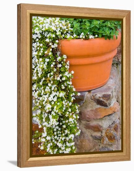 Pot of Flowering Bacopa at Viansa Winery, Sonoma Valley, California, USA-Julie Eggers-Framed Premier Image Canvas