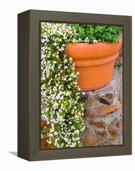 Pot of Flowering Bacopa at Viansa Winery, Sonoma Valley, California, USA-Julie Eggers-Framed Premier Image Canvas