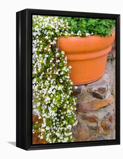 Pot of Flowering Bacopa at Viansa Winery, Sonoma Valley, California, USA-Julie Eggers-Framed Premier Image Canvas