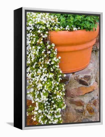 Pot of Flowering Bacopa at Viansa Winery, Sonoma Valley, California, USA-Julie Eggers-Framed Premier Image Canvas