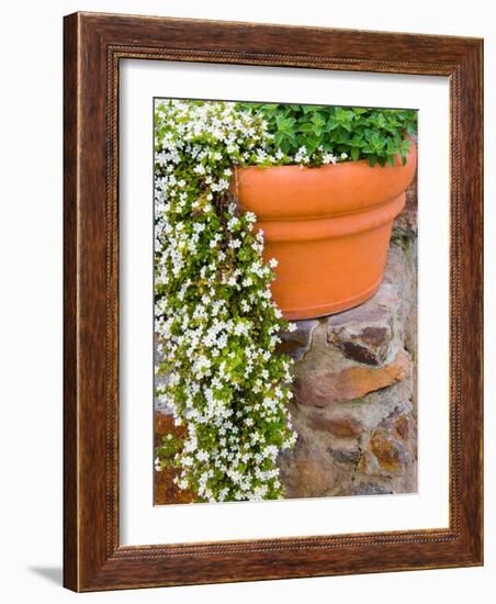 Pot of Flowering Bacopa at Viansa Winery, Sonoma Valley, California, USA-Julie Eggers-Framed Photographic Print