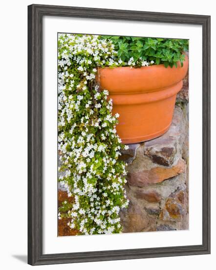 Pot of Flowering Bacopa at Viansa Winery, Sonoma Valley, California, USA-Julie Eggers-Framed Photographic Print